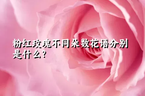 粉红玫瑰不同朵数花语分别是什么？