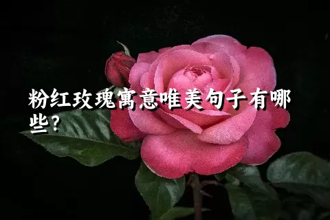 粉红玫瑰寓意唯美句子有哪些？