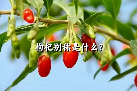 枸杞别称是什么？