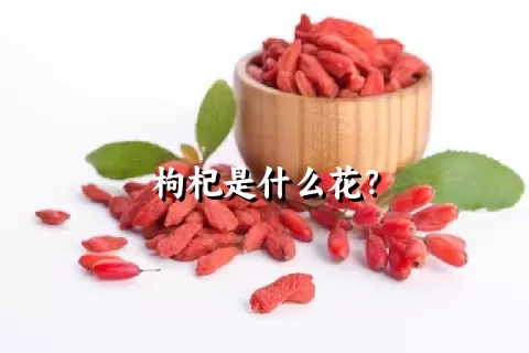 枸杞是什么花？