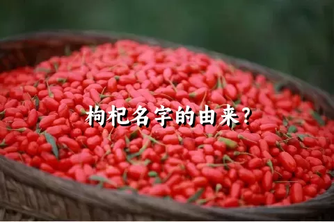 枸杞名字的由来？