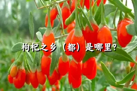 枸杞之乡（都）是哪里？