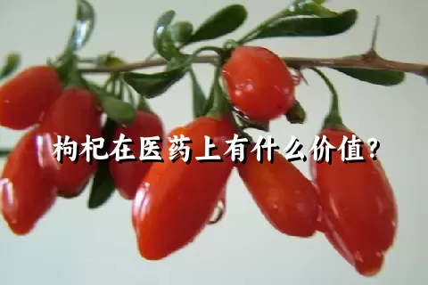 枸杞在医药上有什么价值？