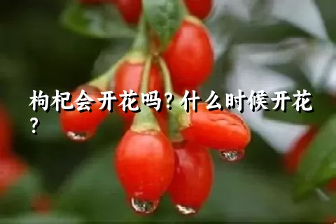 枸杞会开花吗？什么时候开花？