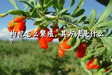 枸杞怎么繁殖，其方法是什么？