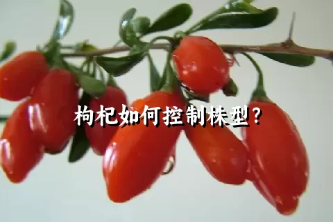 枸杞如何控制株型？