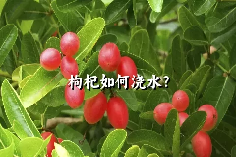 枸杞如何浇水？