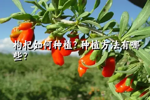 枸杞如何种植？种植方法有哪些？