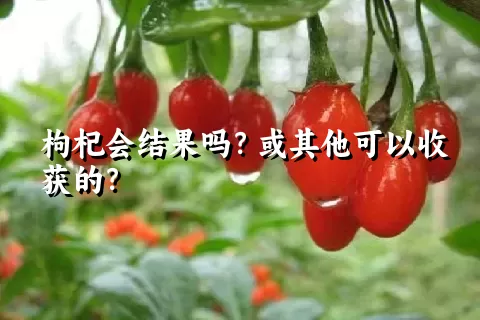 枸杞会结果吗？或其他可以收获的？