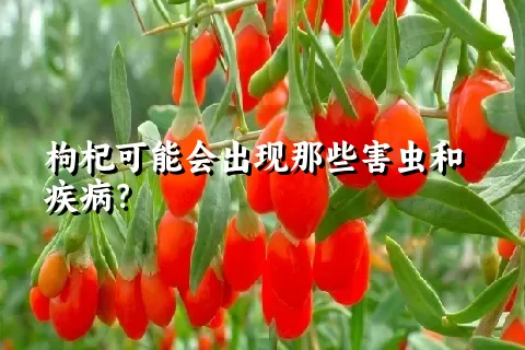 枸杞可能会出现那些害虫和疾病？