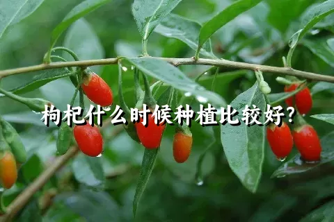 枸杞什么时候种植比较好？