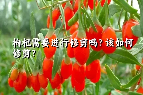 枸杞需要进行修剪吗？该如何修剪？