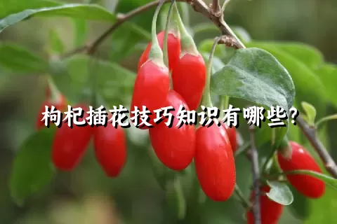 枸杞插花技巧知识有哪些？