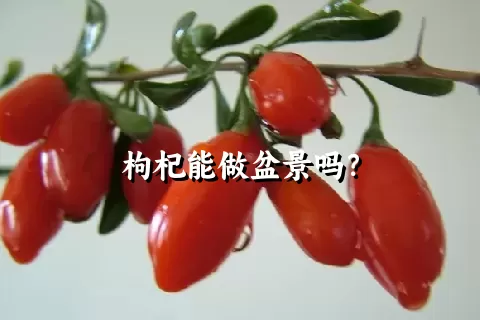 枸杞能做盆景吗？