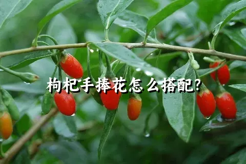 枸杞手捧花怎么搭配？