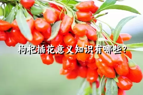 枸杞插花意义知识有哪些？