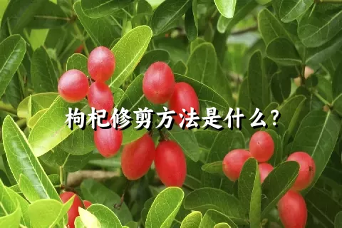 枸杞修剪方法是什么？