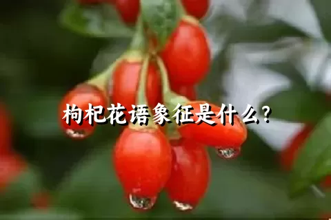 枸杞花语象征是什么？