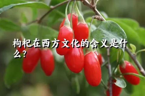 枸杞在西方文化的含义是什么？