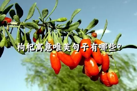 枸杞寓意唯美句子有哪些？