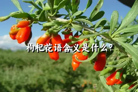 枸杞花语含义是什么？