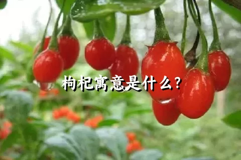 枸杞寓意是什么？