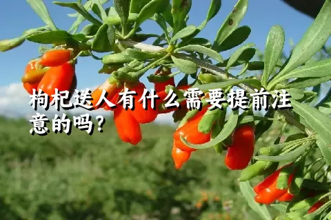 枸杞送人有什么需要提前注意的吗？