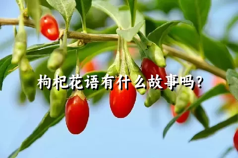 枸杞花语有什么故事吗？