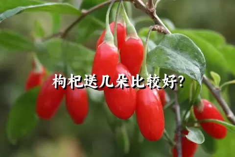 枸杞送几朵比较好？