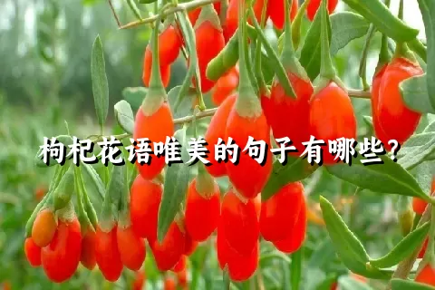 枸杞花语唯美的句子有哪些？