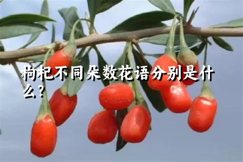 枸杞不同朵数花语分别是什么？