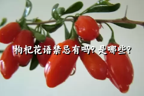 枸杞花语禁忌有吗？是哪些？