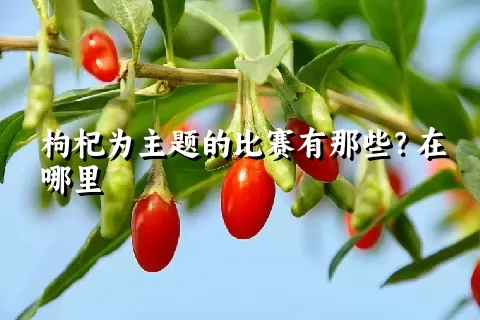 枸杞为主题的比赛有那些？在哪里