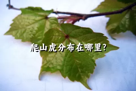 爬山虎分布在哪里?