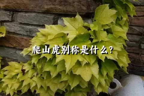 爬山虎别称是什么？