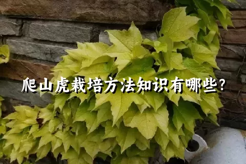 爬山虎栽培方法知识有哪些？