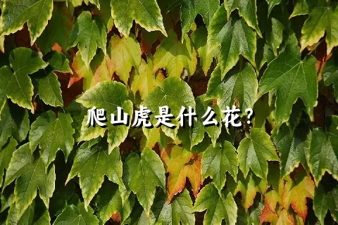 爬山虎是什么花？