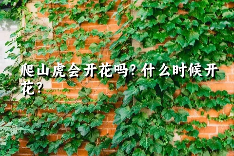 爬山虎会开花吗？什么时候开花？