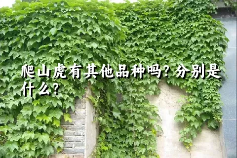 爬山虎有其他品种吗？分别是什么？