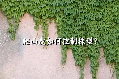 爬山虎如何控制株型？