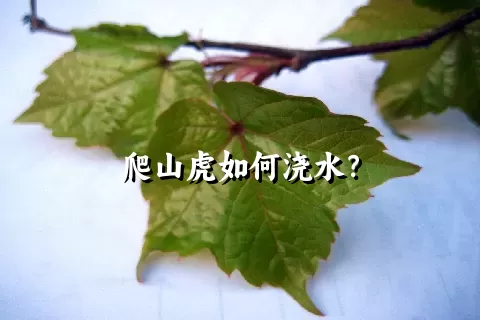 爬山虎如何浇水？