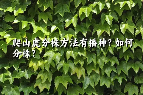 爬山虎分株方法有播种？如何分株？