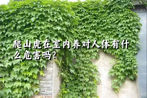 爬山虎在室内养对人体有什么危害吗？