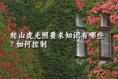 爬山虎光照要求知识有哪些？如何控制