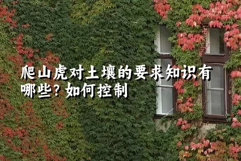 爬山虎对土壤的要求知识有哪些？如何控制