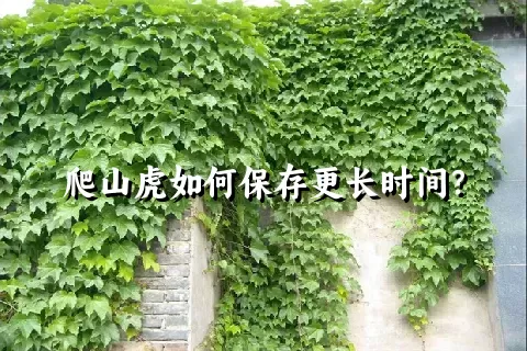 爬山虎如何保存更长时间？