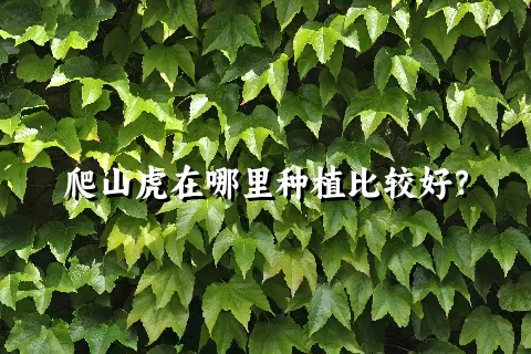 爬山虎在哪里种植比较好？