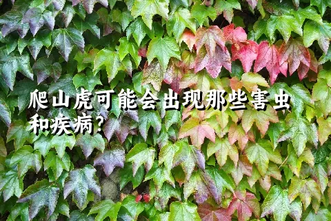 爬山虎可能会出现那些害虫和疾病？