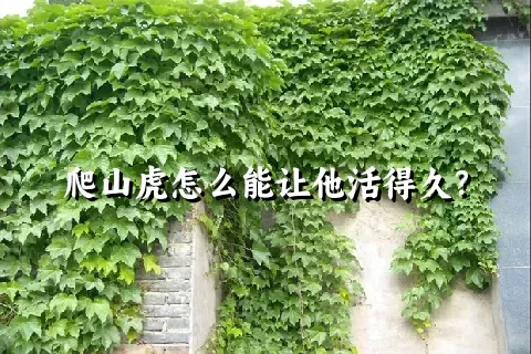 爬山虎怎么能让他活得久？