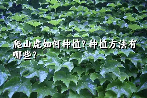 爬山虎如何种植？种植方法有哪些？